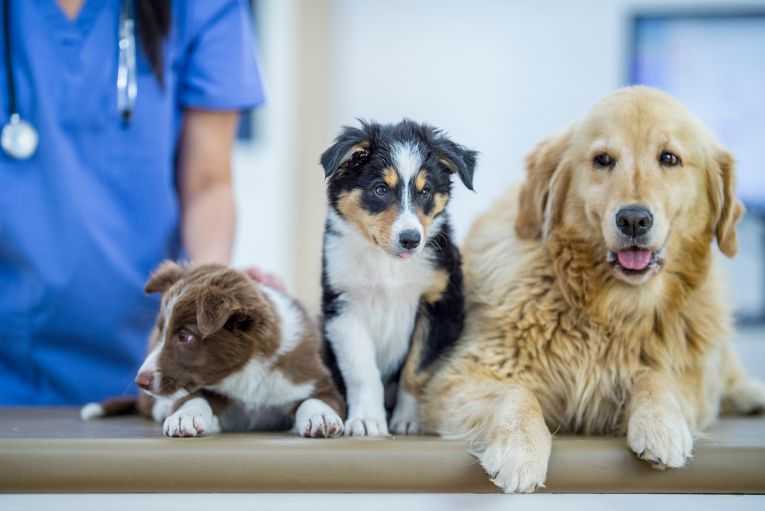 Beneficios de la esterilización para tu mascota: Una decisión por su salud y bienestar