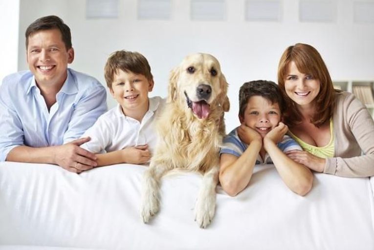 Tu Hogar, su paraíso: enriquece la vida de tu mascota sin salir de casa